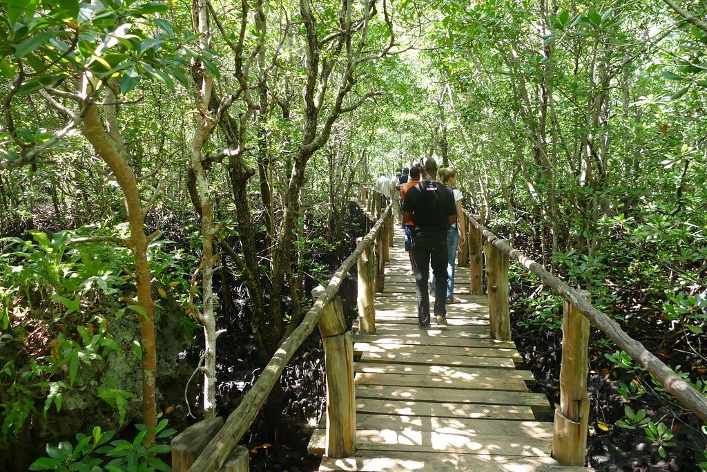 JOAZNI FOREST ZANZIBAR