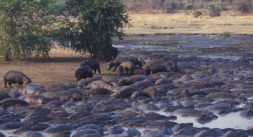 National Park Tanzania