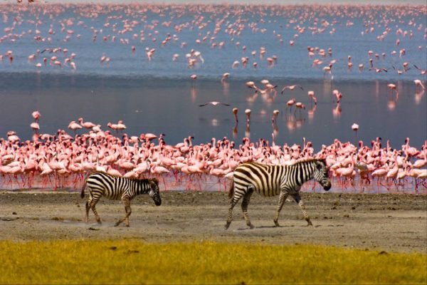 LAKE MANYARA SAFARI