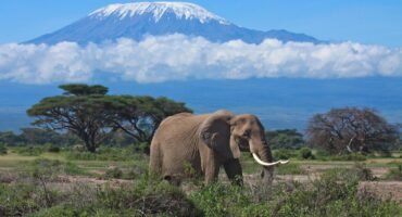 MOUNT KILIMANJARO TOUR TANZANIA