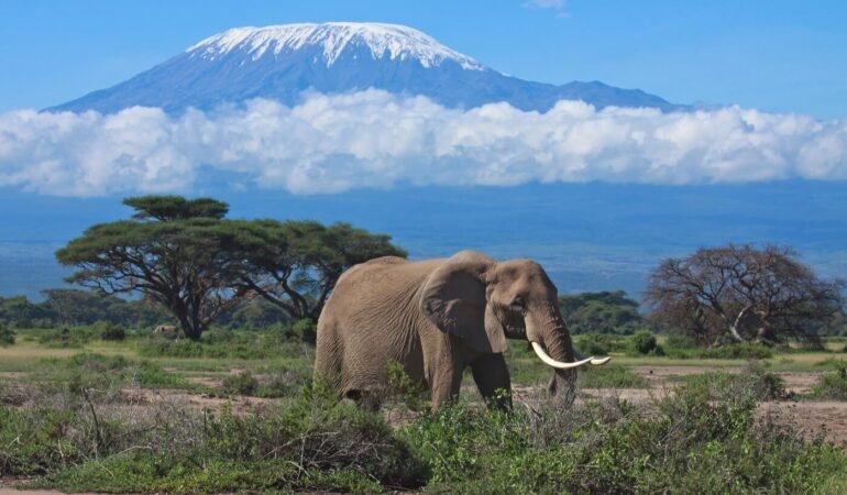 5 Days Kilimanjaro Trekking Marangu Route