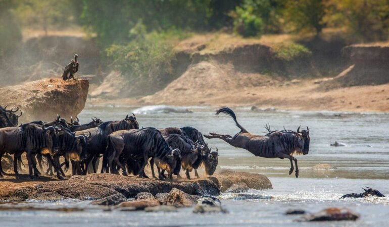 8 Days Tanzania Safari Classic Tour