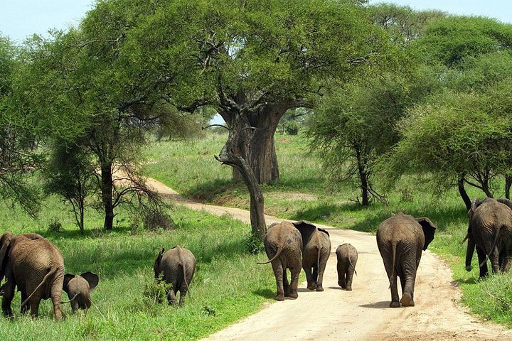 TARANGIRE SAFARI TANZANIA