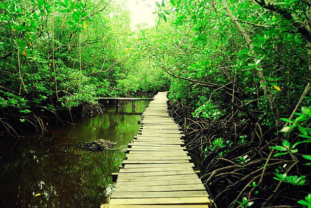 JOZANI FOREST ZANZIBAR