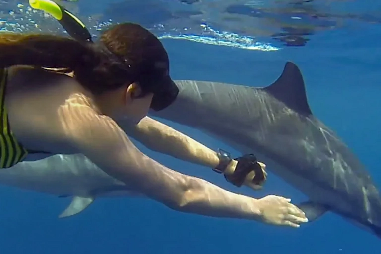 Dolphin Tour Zanzibar