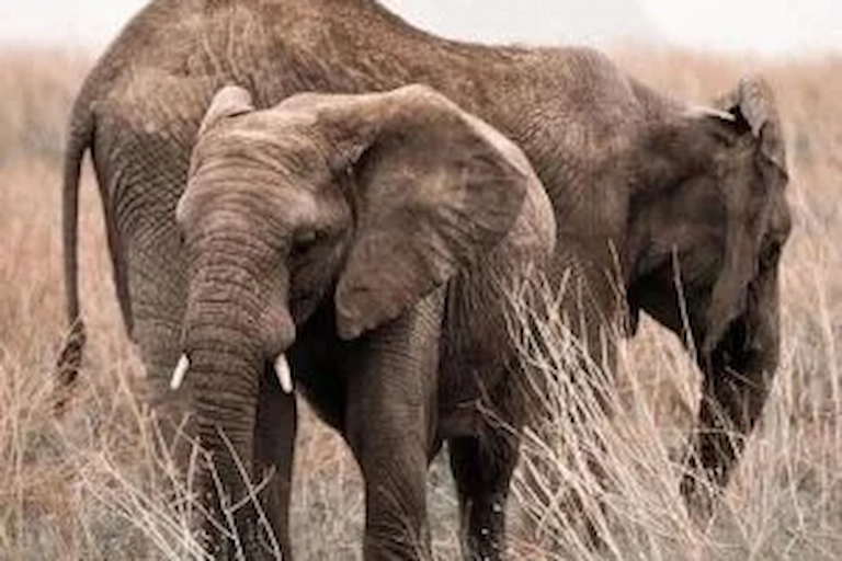 MIKUMI NATIONAL PARK ELEPHANTS