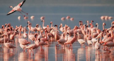 LAKE MANYARA TANZANIA