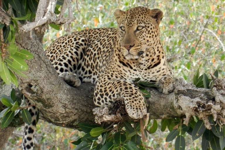 Big Five Tanzania