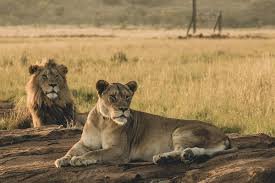 Tanzania Lion Tour