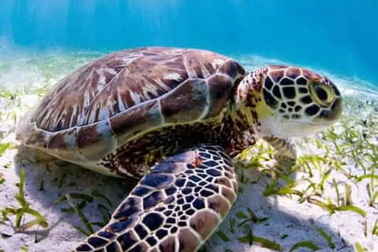 Nungwi Zanzibar Turtle